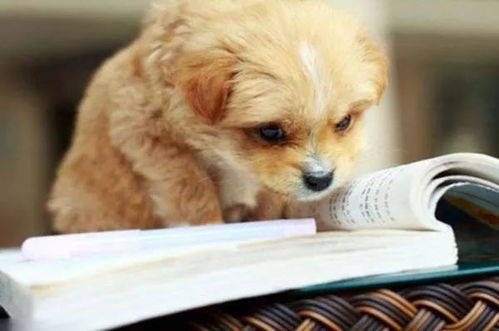 寵物服務(wù)產(chǎn)業(yè)中的商機 掘金愛寵經(jīng)濟(jì)新藍(lán)海