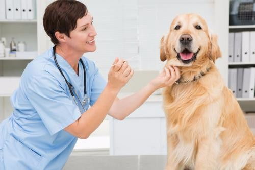 深圳福田區(qū)下沙夜間營業(yè)寵物醫(yī)院急診服務(wù)指南