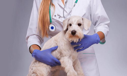 新瑞鵬寵物醫(yī)療集團(tuán)獲數(shù)億美元戰(zhàn)略融資，騰訊領(lǐng)投推動寵物服務(wù)創(chuàng)新
