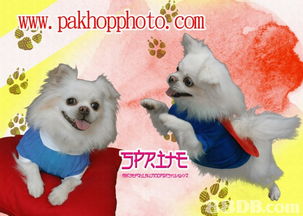 香港沙田禾輋商場百合照相館 專業(yè)寵物攝影服務(wù)