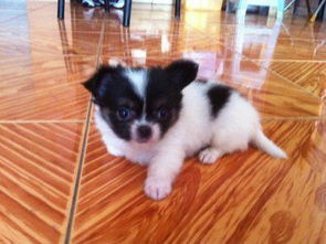 探索hk 88db.com 一站式寵物服務(wù)平臺