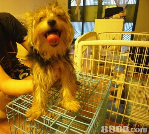 Cindy Pet Beauty 專業(yè)上門寵物美容服務(wù)，讓愛寵享受尊貴體驗