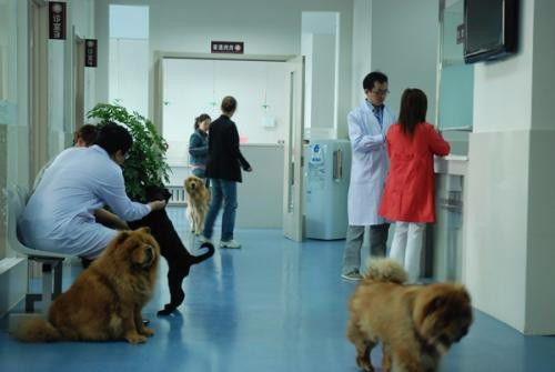 深圳市羅湖田心村24小時寵物醫(yī)院上門急診 專業(yè)寵物服務(wù)，全天候守護(hù)愛寵健康