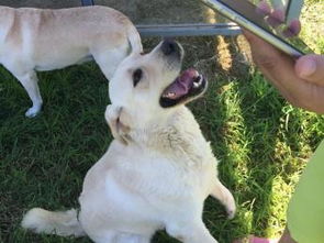 東恒時代家庭式寄養(yǎng) 為寵物狗狗打造長期假日養(yǎng)老家園的北京專業(yè)服務(wù)