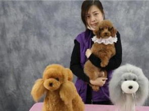 圖派多格 重慶寵物服務(wù)一站式解決方案