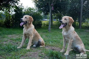 哆咭屋西南可視化度假式寵物寄養(yǎng) 為愛寵打造安心舒適的度假體驗(yàn)