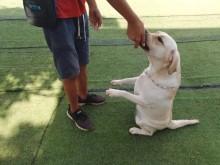 重慶洪湖寵物服務(wù) 為您的愛寵提供全方位專業(yè)呵護(hù)