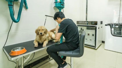 長(zhǎng)沙正規(guī)寵物醫(yī)院與專業(yè)寵物服務(wù)全指南