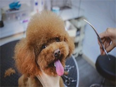 大連專業(yè)寵物訓(xùn)練與服務(wù)指南