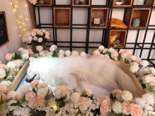 保定寵物服務(wù)機(jī)構(gòu) 全方位守護(hù)您的愛寵健康與幸福