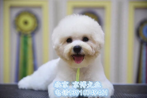 精品比熊犬 雙血統(tǒng)法系卷毛，健康保障簽協(xié)議