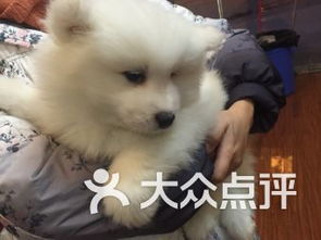 成都雙楠寵物服務(wù) 關(guān)愛寵物，呵護家庭伙伴