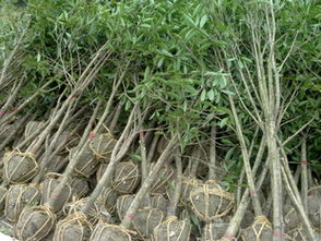桂花苗4 5公分,桂花樹指導價 桂花苗4 5公分,桂花樹廠商 桂花苗4 5公分,桂花樹廠商 圖 盡在農苗網 常青桂花苗圃